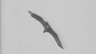 Cap 444 - Film mythique de Didier Favre, le pionnier du vol bivouac en deltaplane.